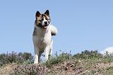 AKITA AMERICAIN 004